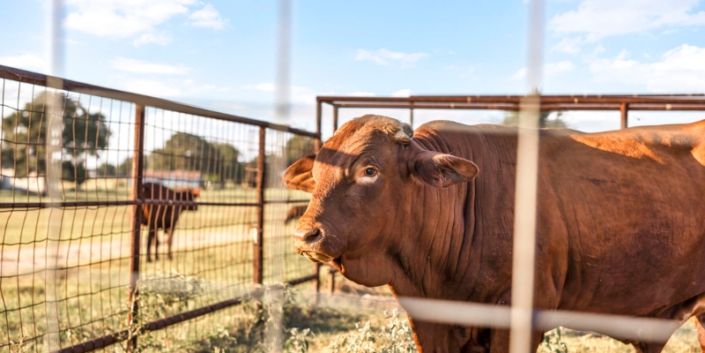 Farm and Ranch Photography