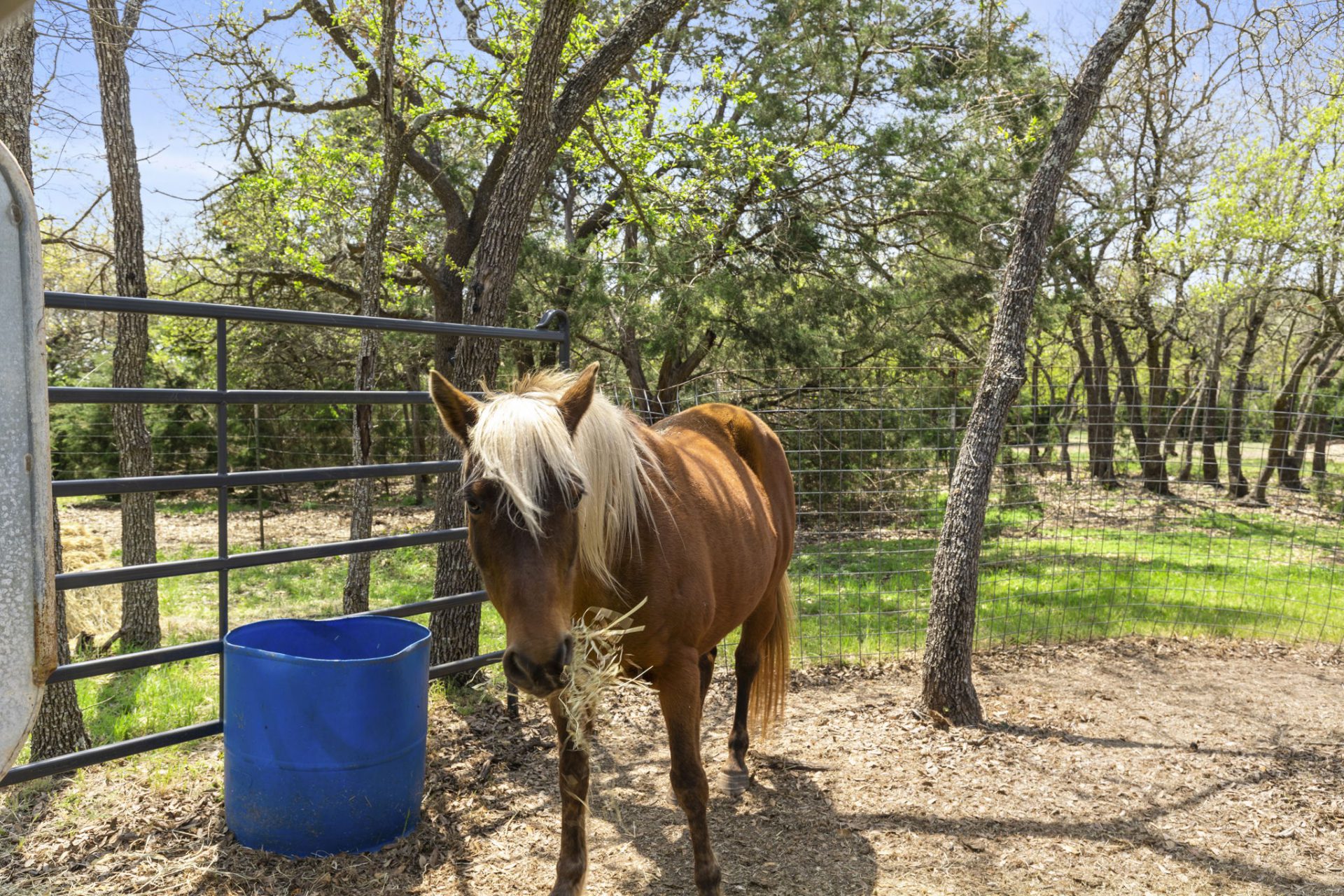 Farm and Ranch Photography Central Texas